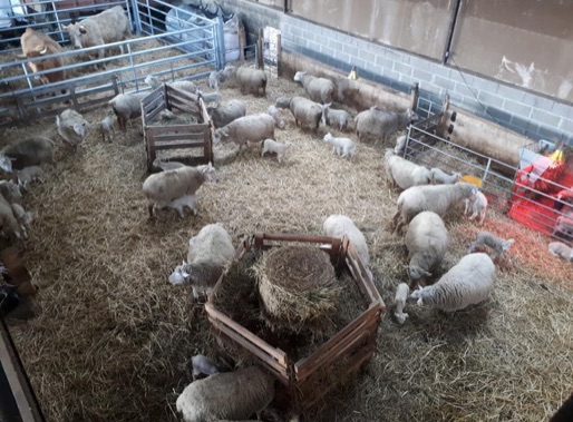 éleveur agneau en Eure-et-Loir (28)